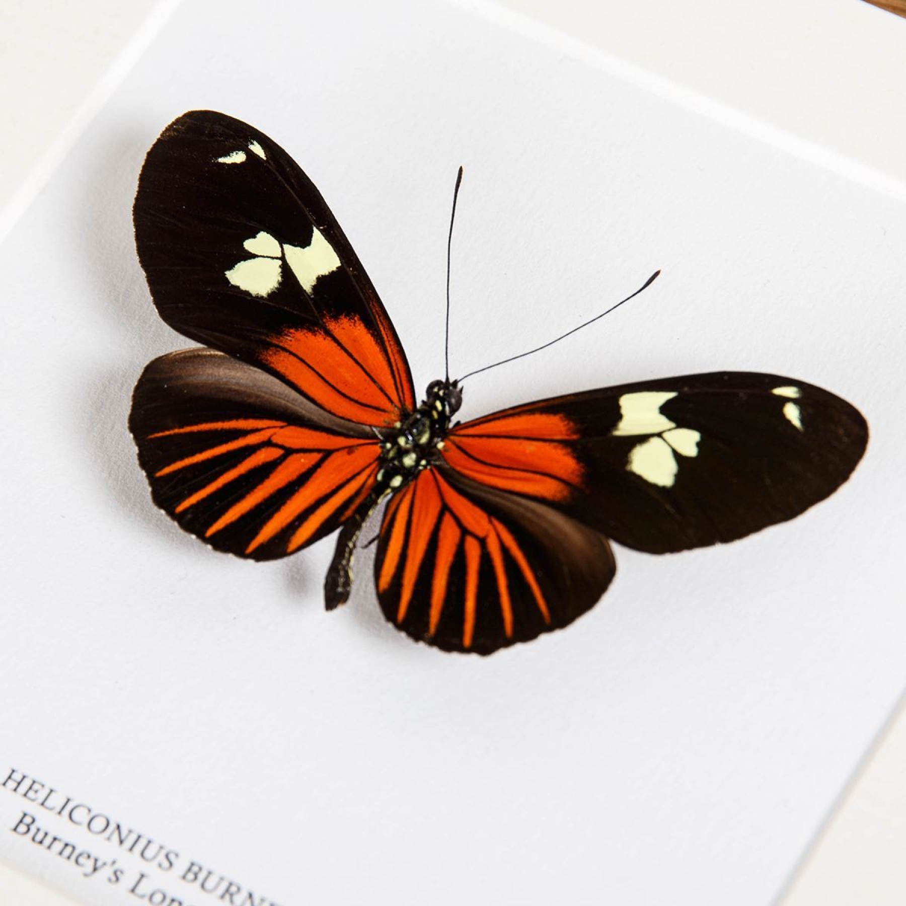 Burney's Longwing Butterfly In Box Frame (Heliconius burneyi)