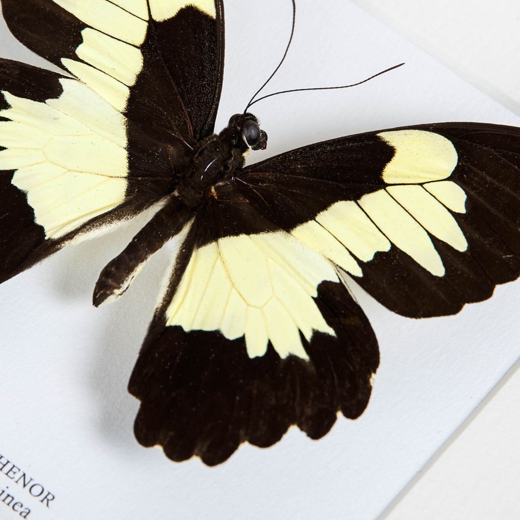 Papilio euchenor Butterfly In Box Frame From Papua New Guinea