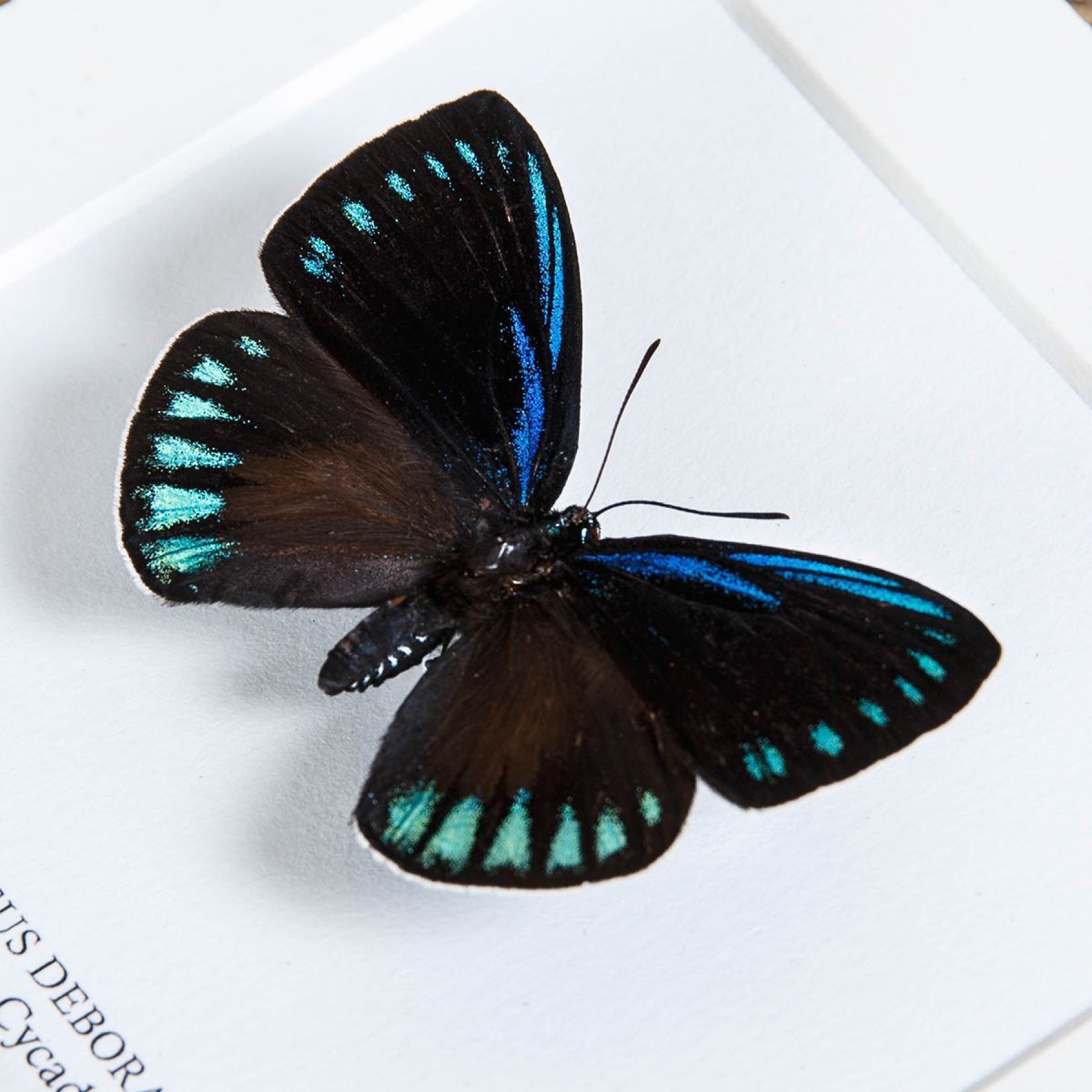 The Debora Cyadian Butterfly In Box Frame (Eumaeus debora)