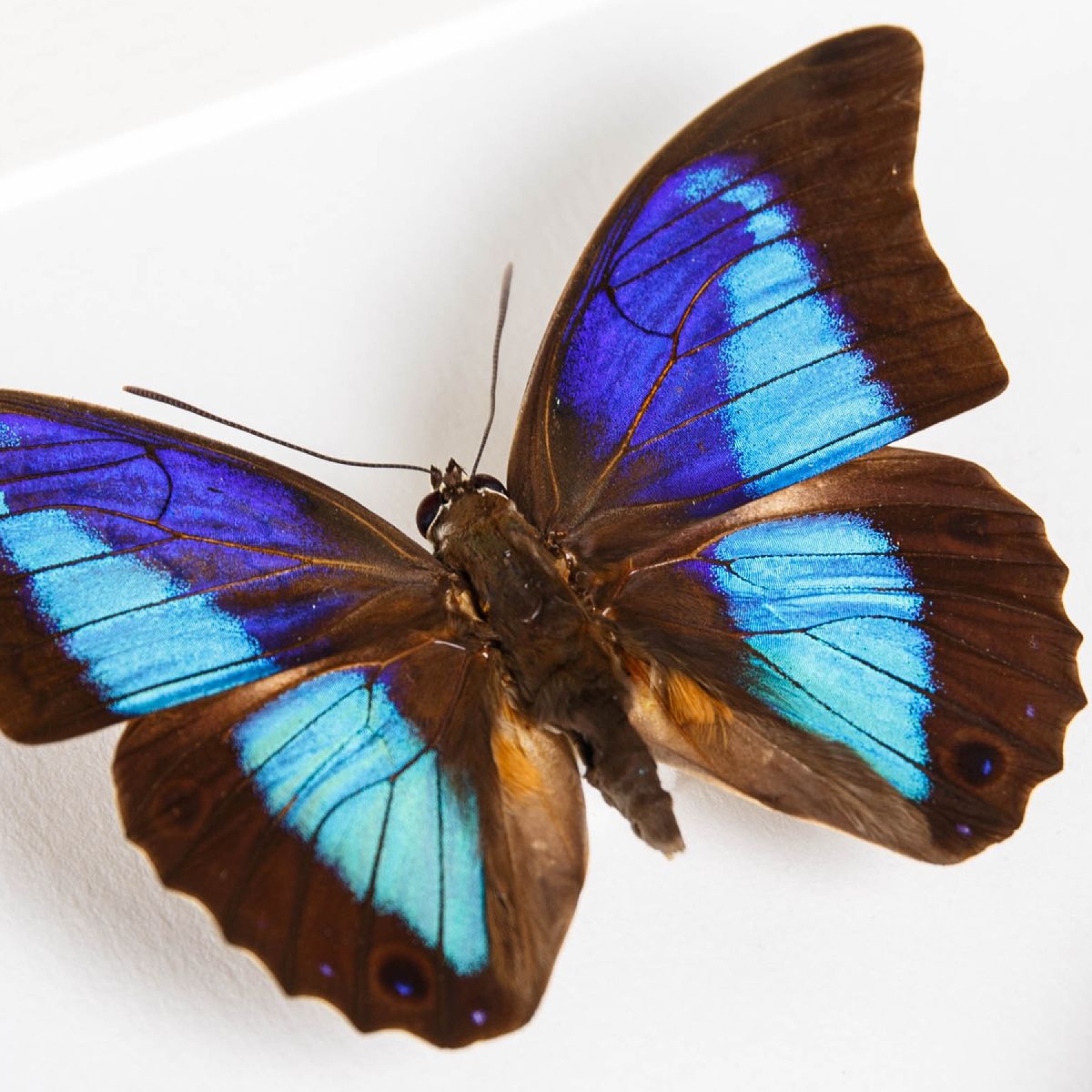 Shaded-blue Leafwing Butterfly Male & Female Pair In Box Frame (Prepona Laertes octavia)