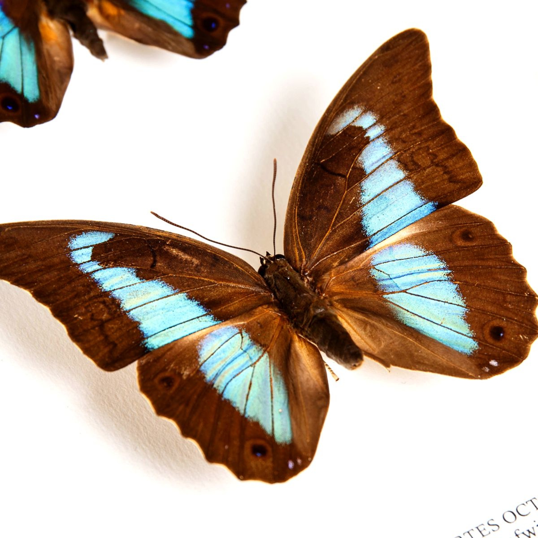 Shaded-blue Leafwing Butterfly Male & Female Pair In Box Frame (Prepona Laertes octavia)