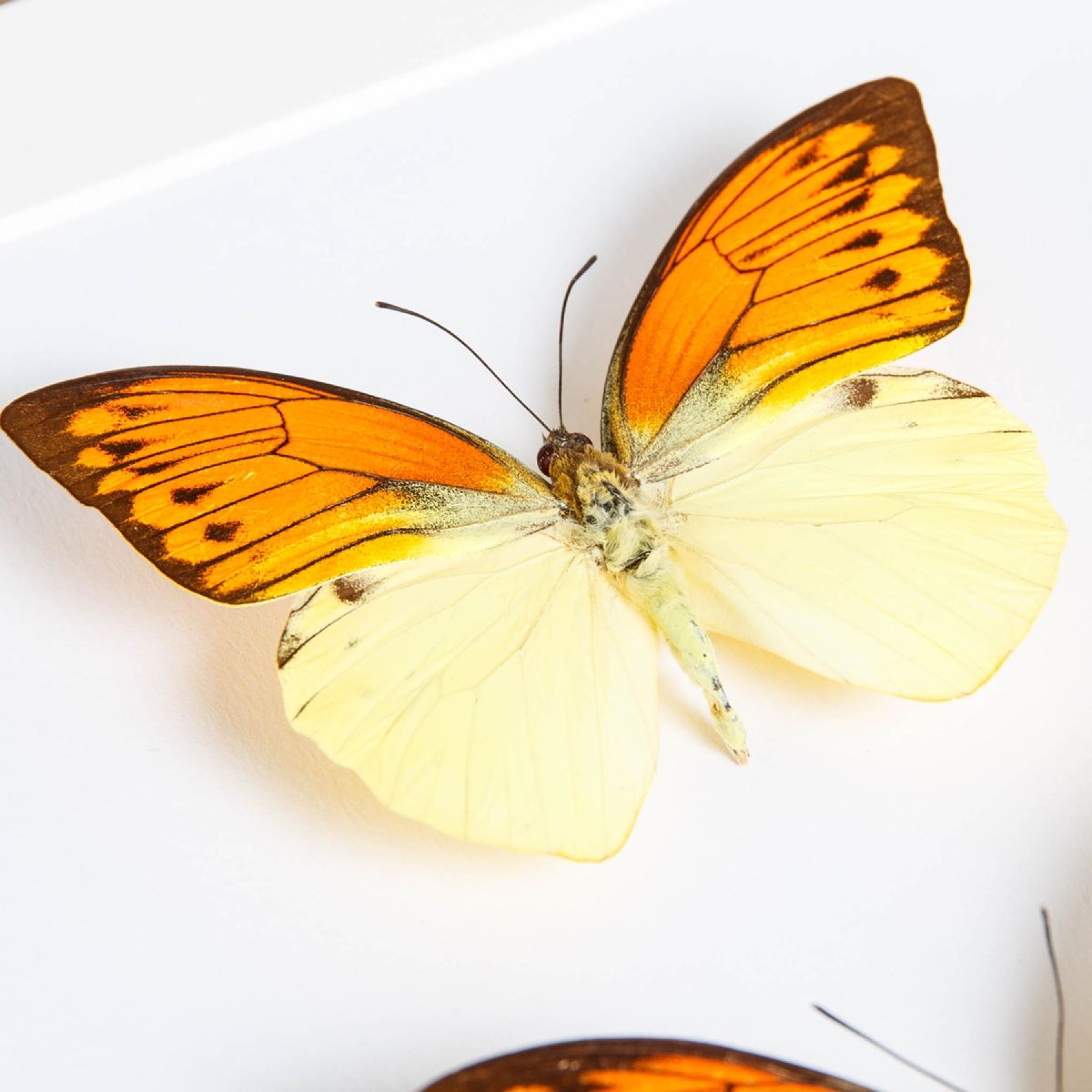 Brimstone Wing Butterfly Male & Female Pair In Box Frame (Hebomoia leucippe)