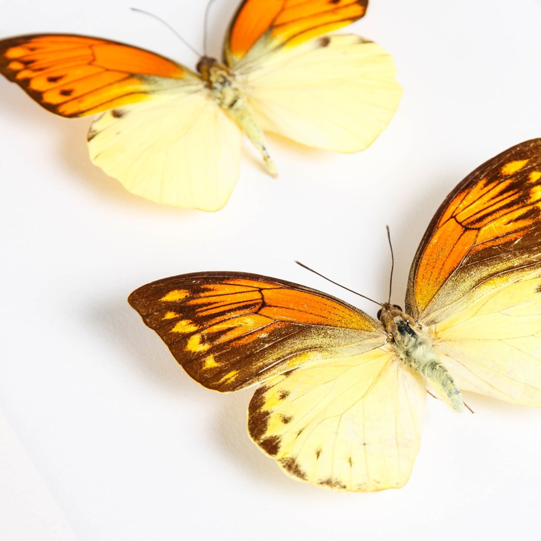 Brimstone Wing Butterfly Male & Female Pair In Box Frame (Hebomoia leucippe)