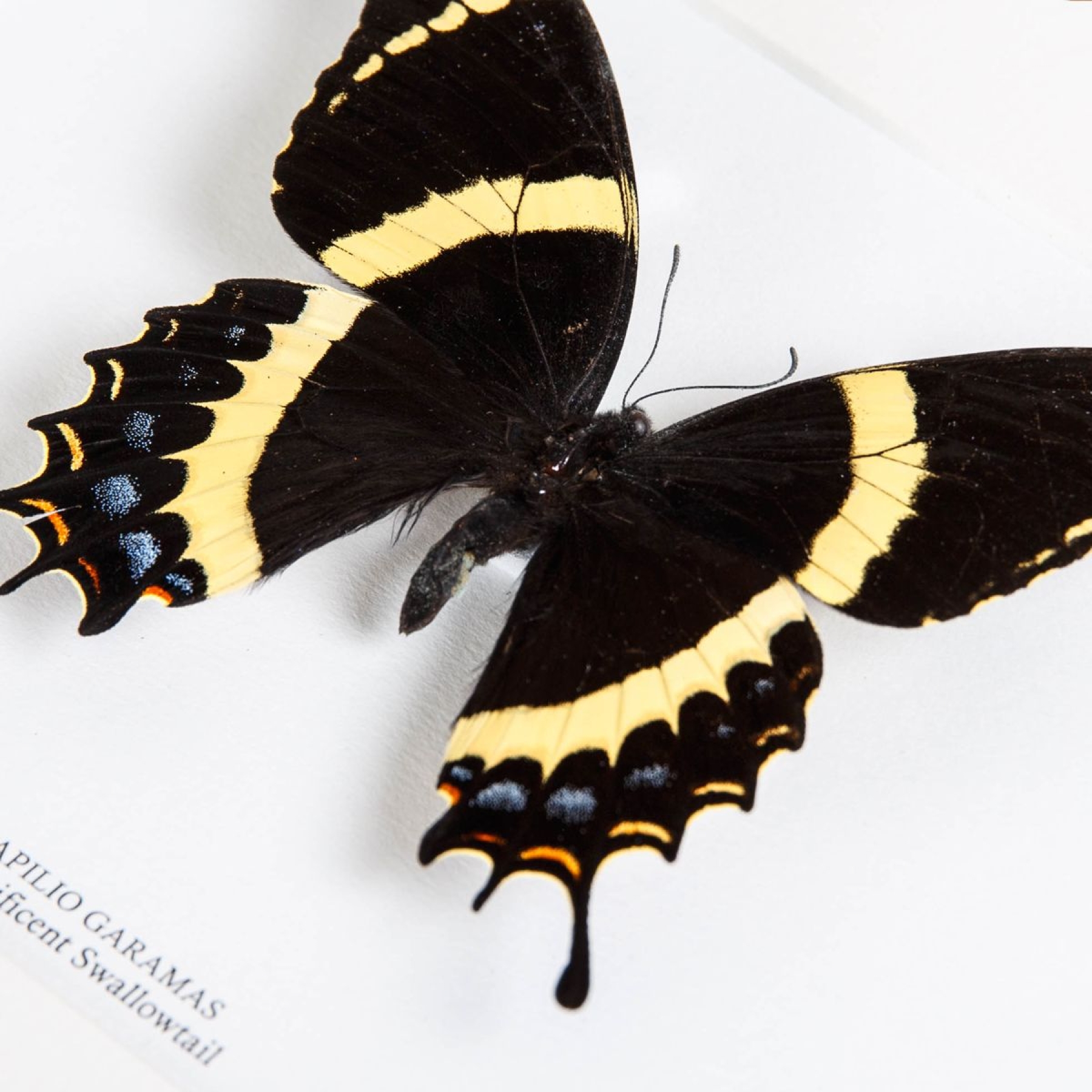 Magnificent Swallowtail Butterfly In Box Frame (Papilio garamas)