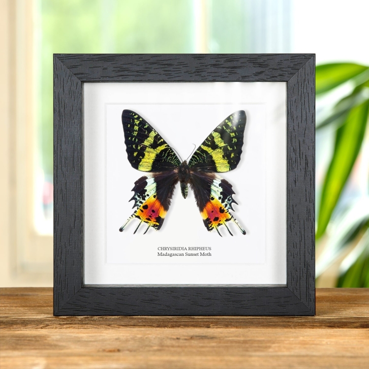Madagascan Sunset Moth In Box Frame (Chrysiridia rhipheus)