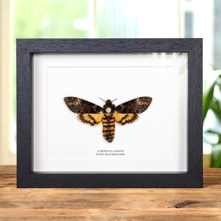 XL Death's Head Moth In Box Frame (Acherontia atropos)