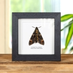 Minibeast Death's Head Hawk Moth "Resting Pose" In Box Frame (Acherontia atropos)