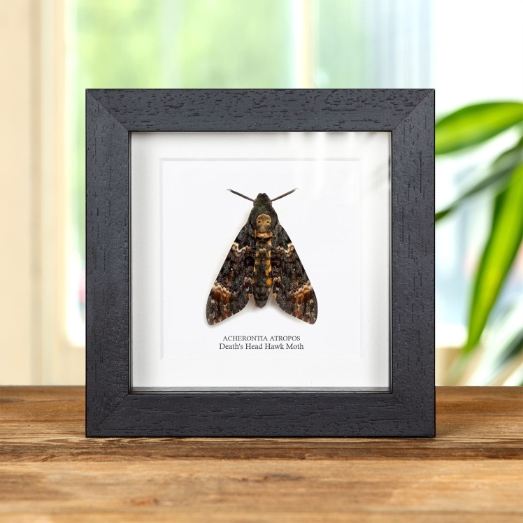 Death's Head Hawk Moth "Resting Pose" In Box Frame (Acherontia atropos)