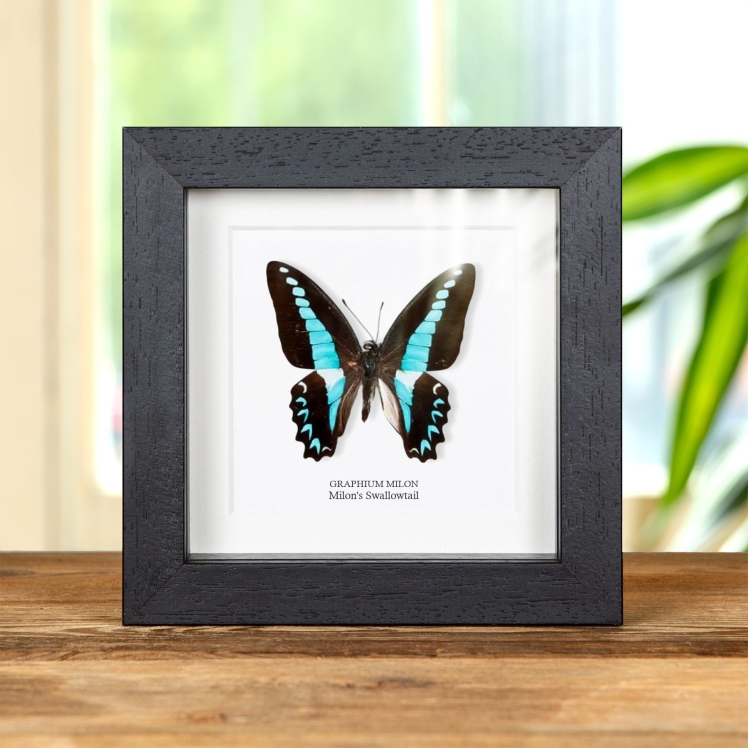 Milon's Swallowtail Butterfly In Box Frame (Graphium milon)