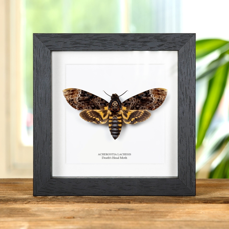 Death's Head Moth In Box Frame (Acherontia lachesis)
