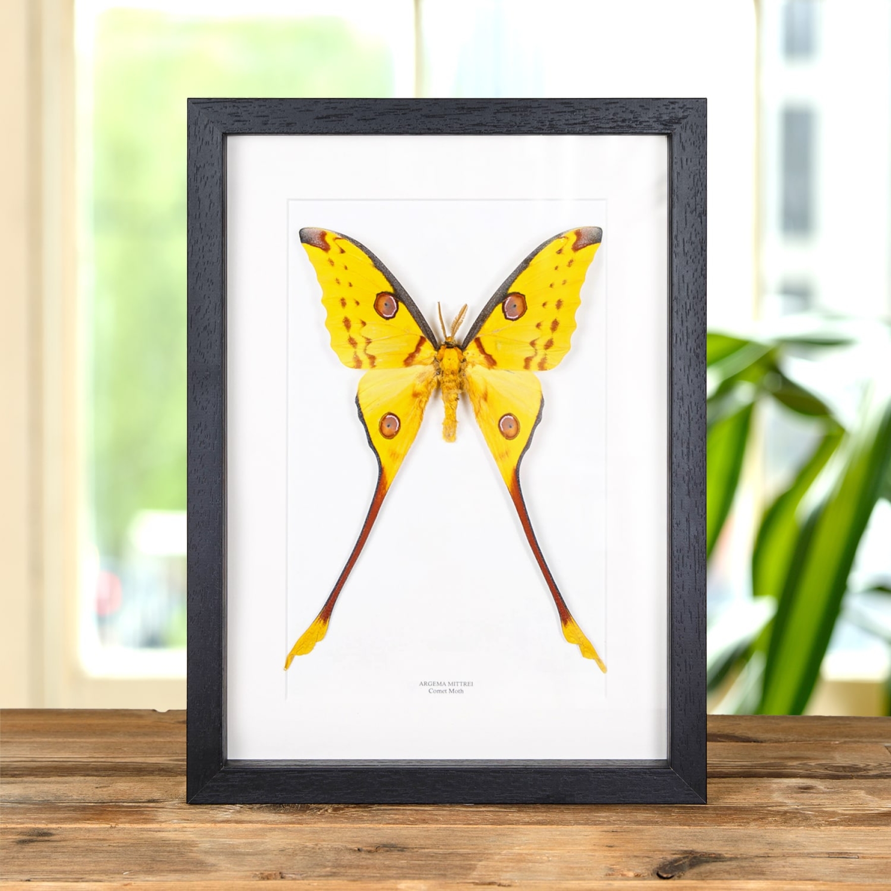 Minibeast Comet Moth In Box Frame (Argema mittrei)