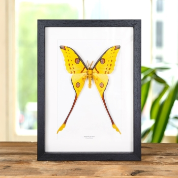 Comet Moth In Box Frame (Argema mittrei)