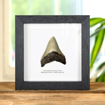 3 inch Megalodon Shark Tooth Fossil Frame (Carcharodon megalodon)
