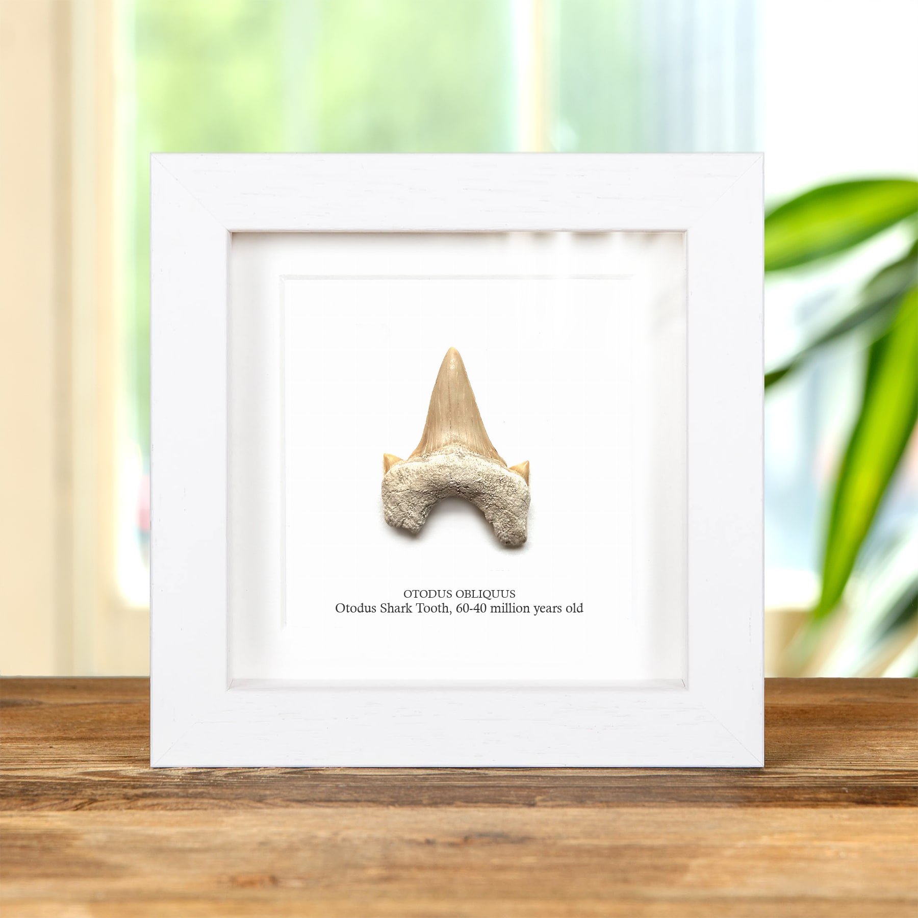 Otodus Shark Tooth Fossil In Box Frame (Otodus obliquus)