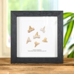 Minibeast Set of Otodus  Shark Teeth Fossils in Box Frame (Otodus obliquus)