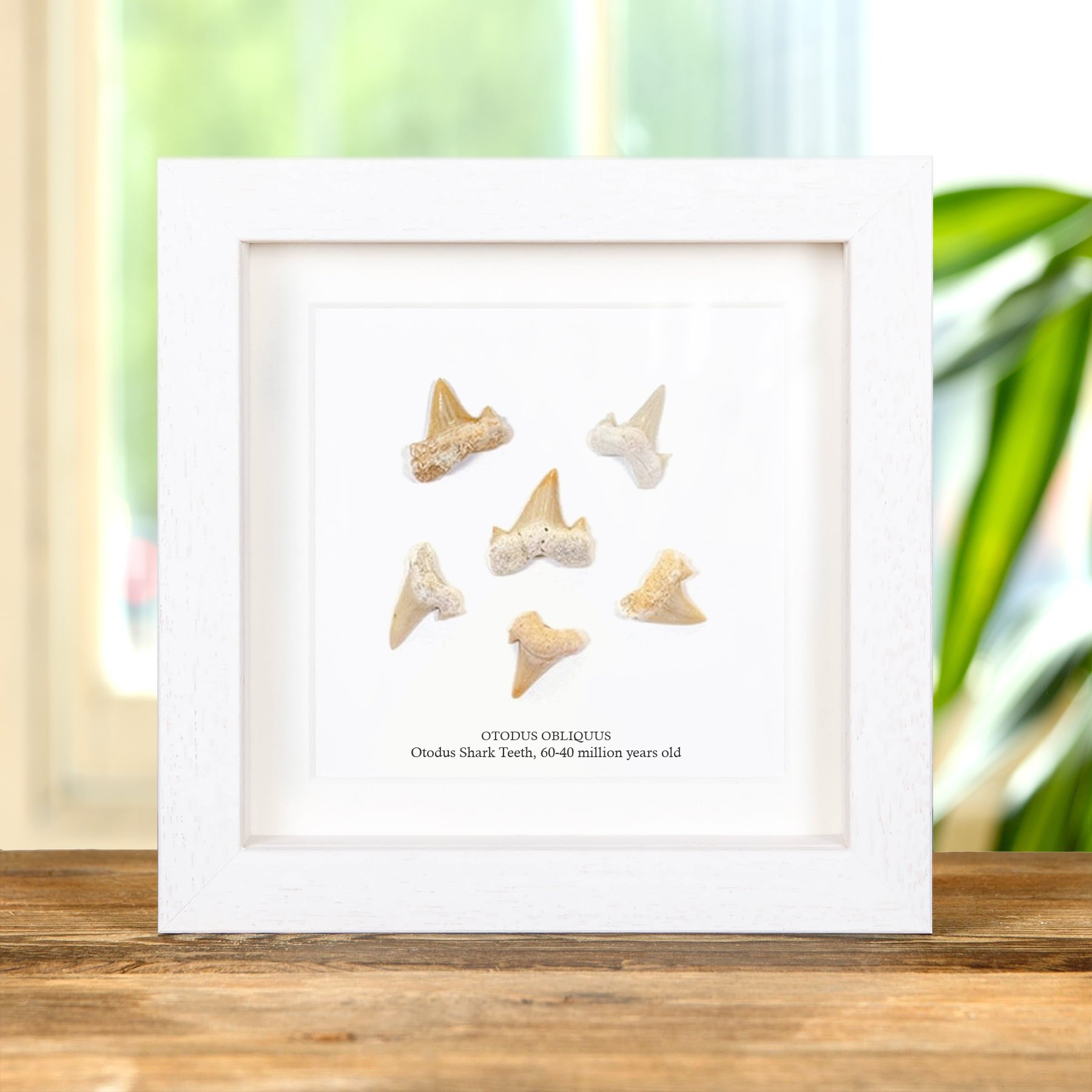 Set of Otodus  Shark Teeth Fossils in Box Frame (Otodus obliquus)