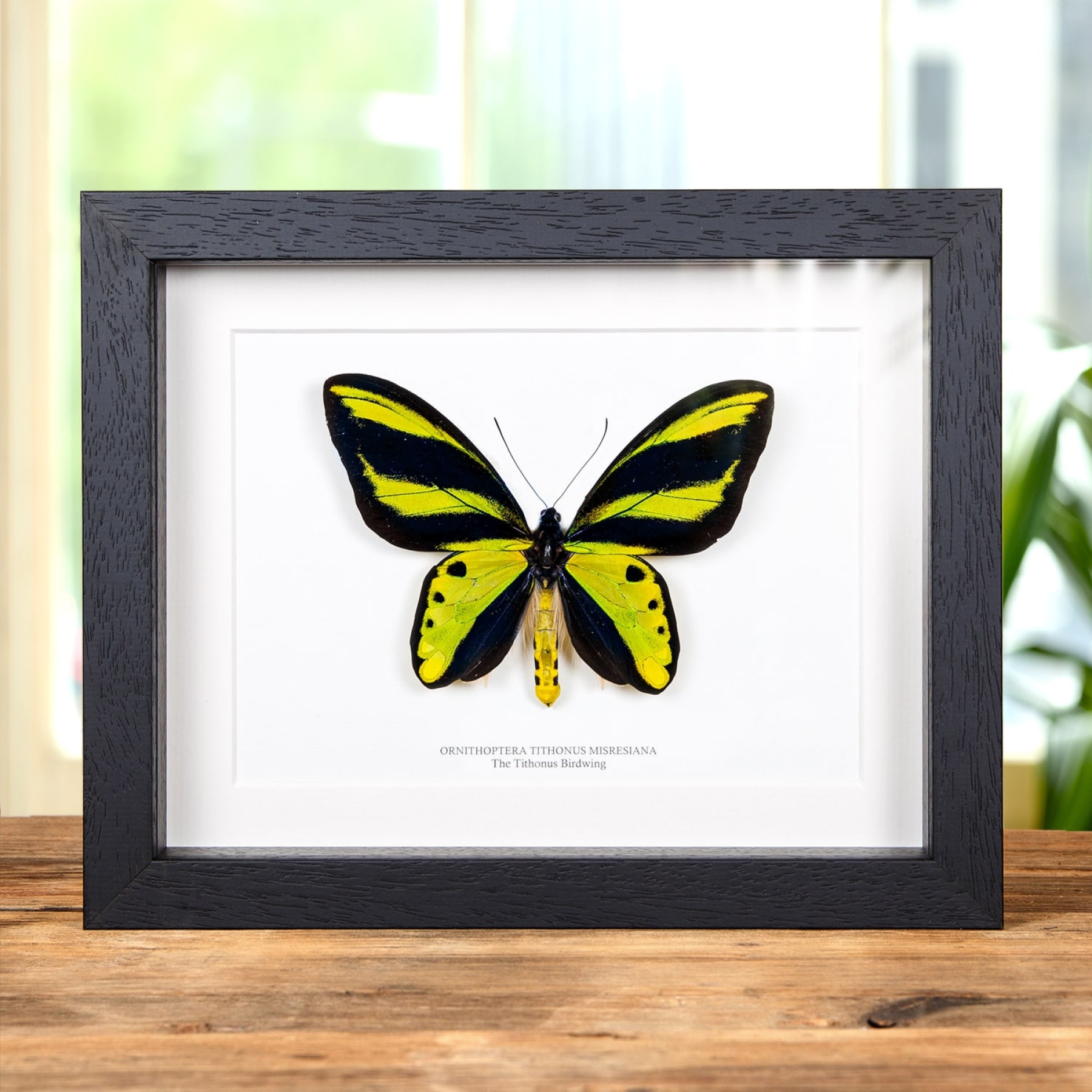 Minibeast The Tithonus Birdwing Male & Female Pair Butterrfly In Box Frame (Ornithoptera tithonus)