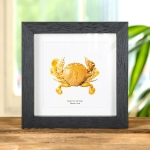 Minibeast Moon Crab In Box Frame (Matuta victor)