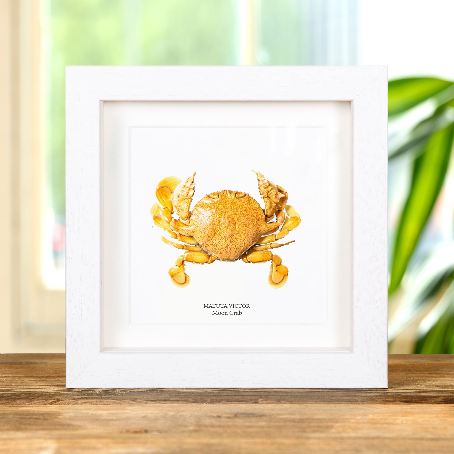 Moon Crab In Box Frame (Matuta victor)