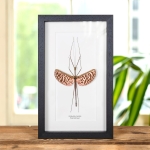 Minibeast Pink Stick Insect In Box Frame (Diesbachia tamyris)