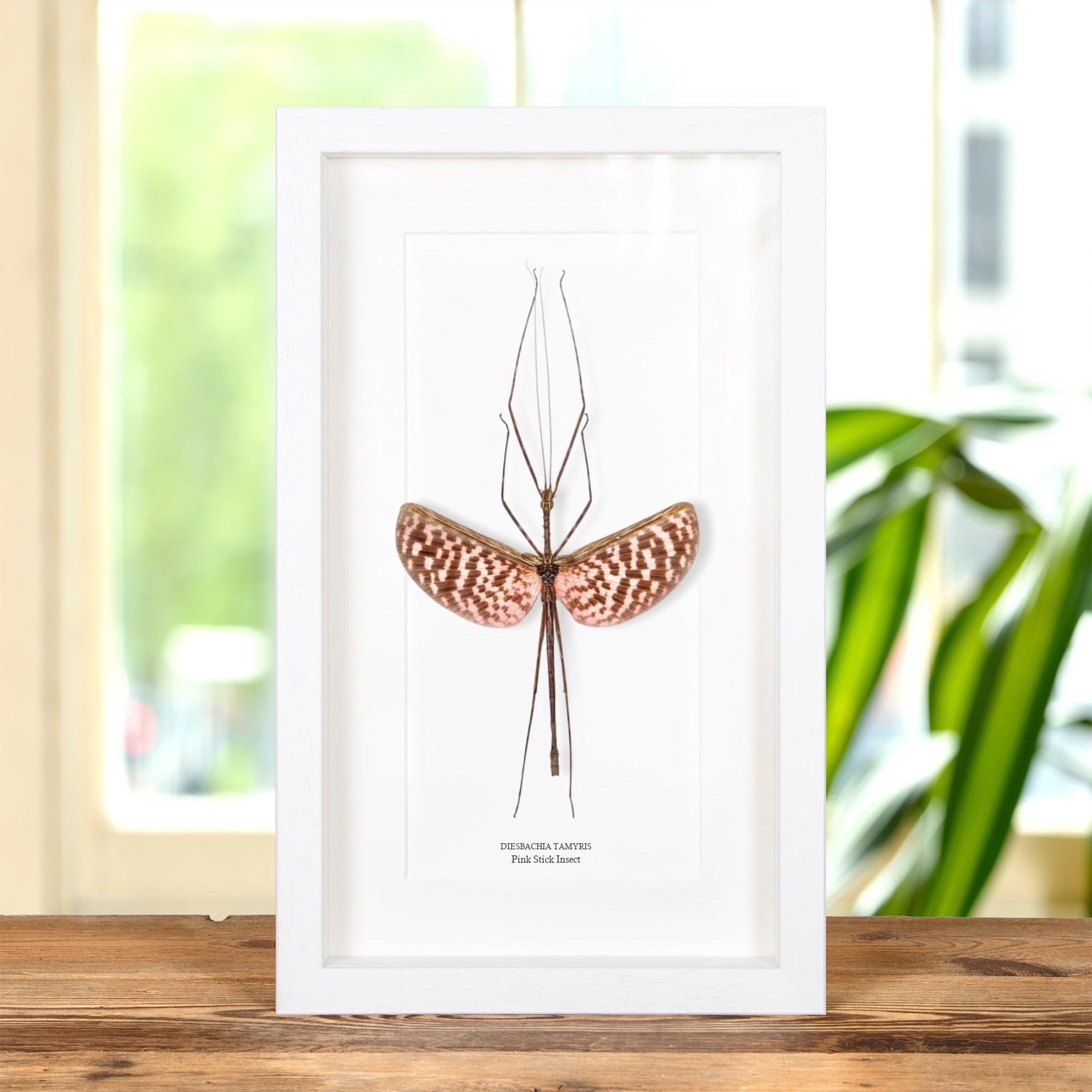 Pink Stick Insect In Box Frame (Diesbachia tamyris)