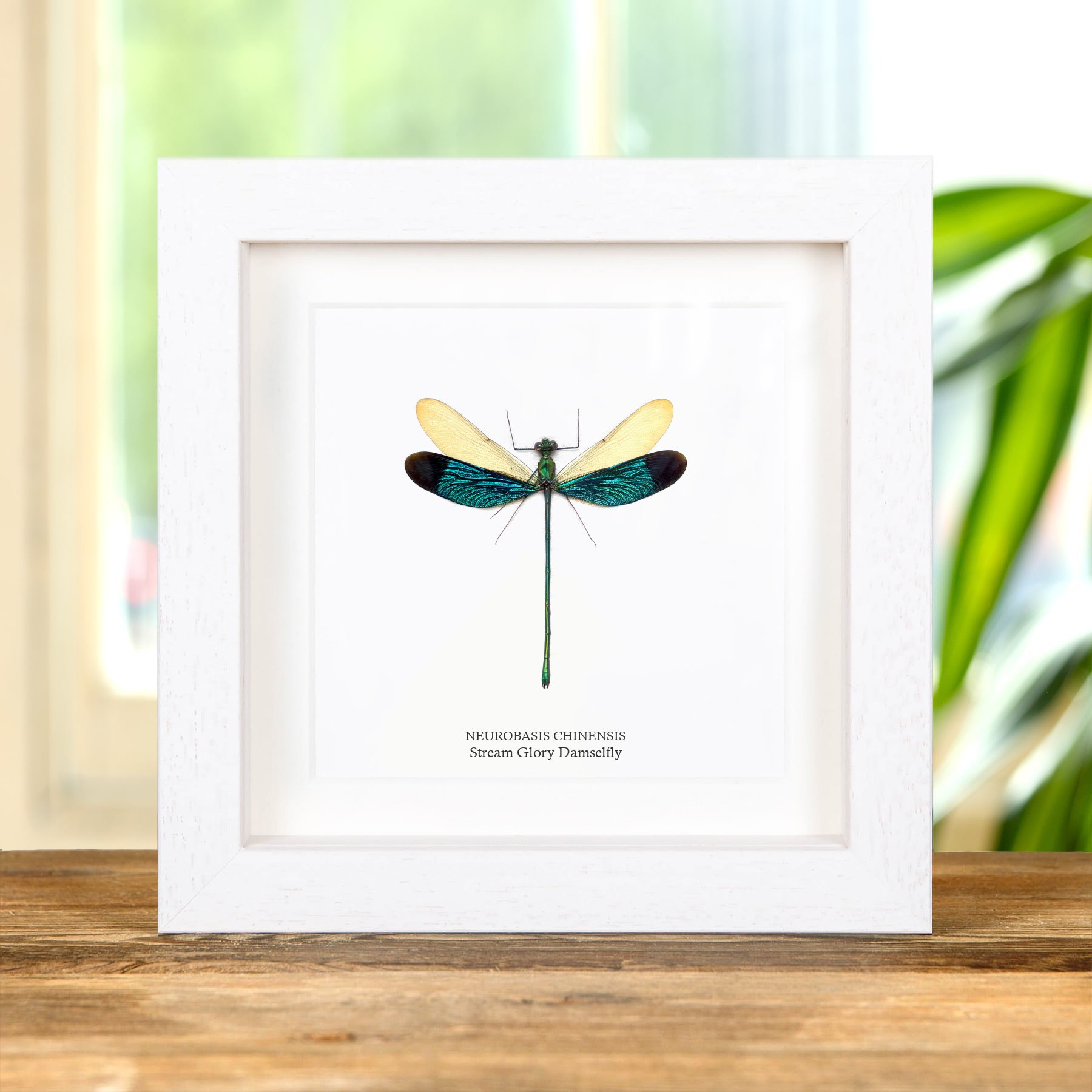 Stream Glory Damselfly In Box Frame (Neurobasis chinensis) Stream Glory Damselfly In Box Frame (Neurobasis chinensis)