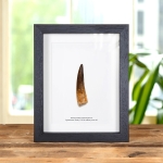 Minibeast Large Spinosaurus Dinosaur Tooth Fossil in Box Frame (Spinosaurus aegyptiacus)