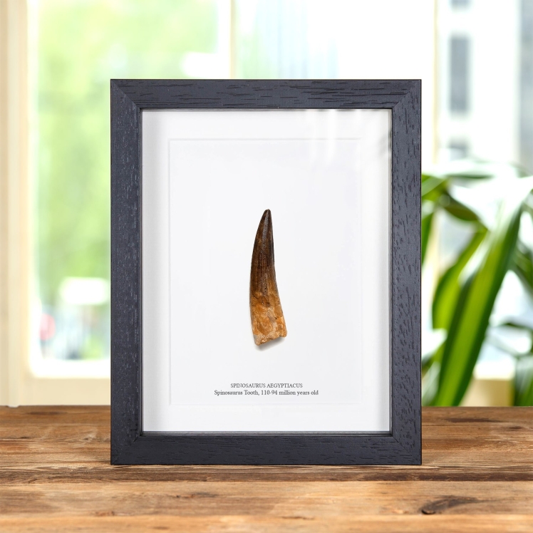 Large Spinosaurus Dinosaur Tooth Fossil in Box Frame (Spinosaurus aegyptiacus)