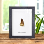 Minibeast Large Mosasaur Dinosaur Tooth Fossil in Box Frame (Mosasauridae sp)