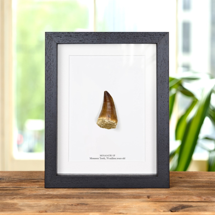 Large Mosasaur Dinosaur Tooth Fossil in Box Frame (Mosasaurus sp)