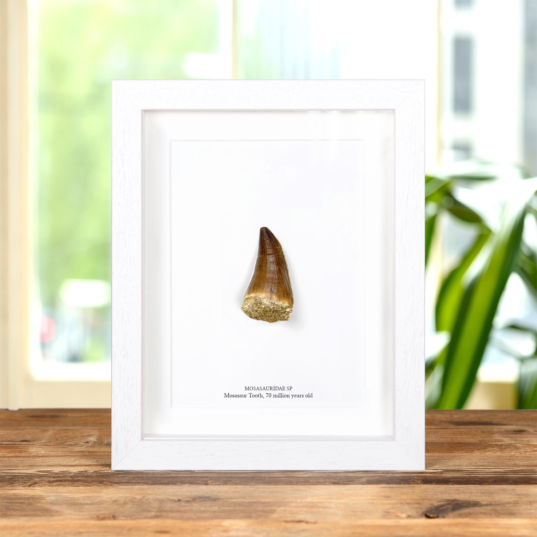 Large Mosasaur Dinosaur Tooth Fossil in Box Frame (Mosasauridae sp)