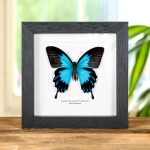Minibeast Blue Emperor Butterfly In Box Frame (Papilio ulysses telegonus)