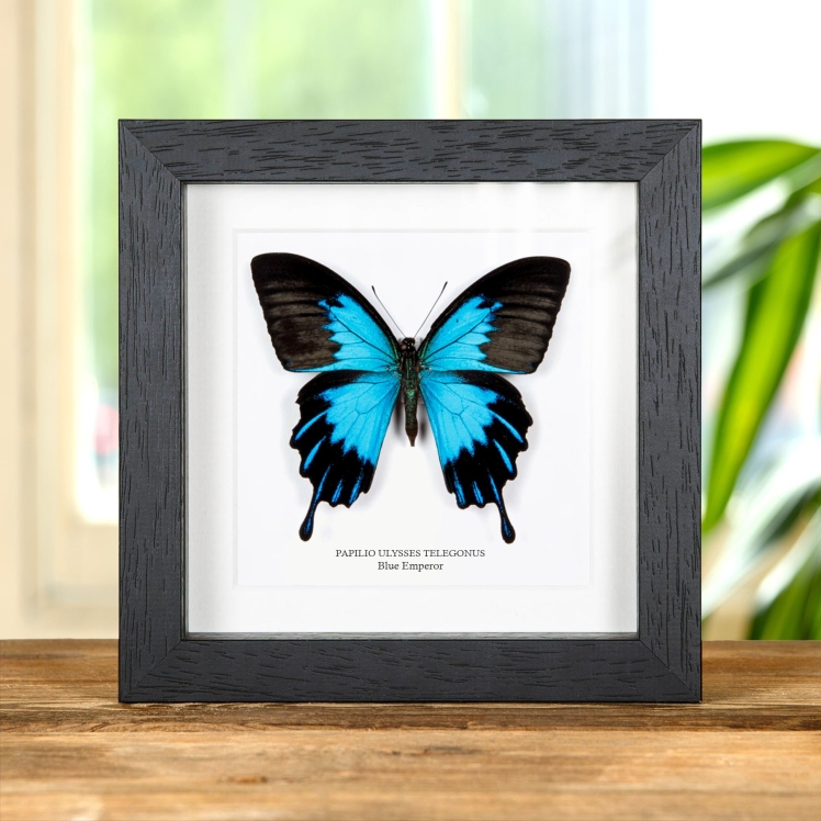 Blue Emperor Butterfly In Box Frame (Papilio ulysses telegonus)
