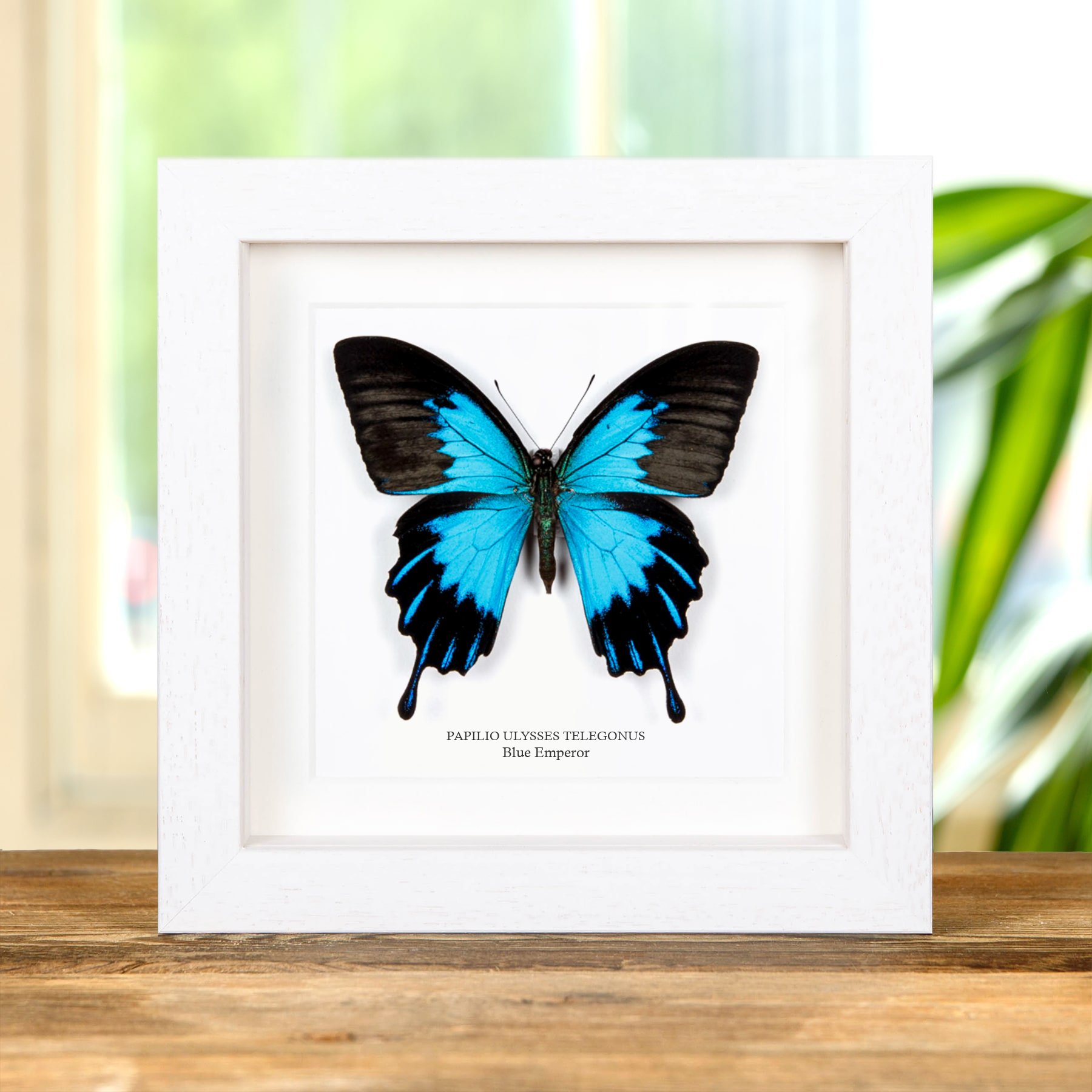 Blue Emperor Butterfly In Box Frame (Papilio ulysses telegonus)