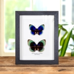 Minibeast Agrias Butterfly Male & Female Pair In Box Frame (Agrias beatifica lachaume)