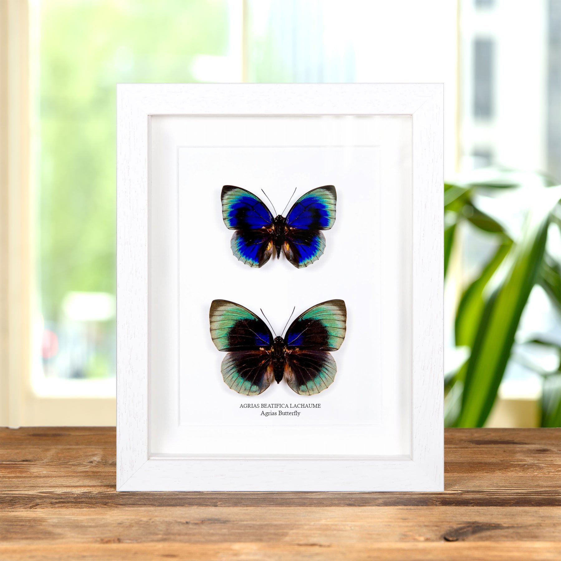 Agrias Butterfly Male & Female Pair In Box Frame (Agrias beatifica lachaume)