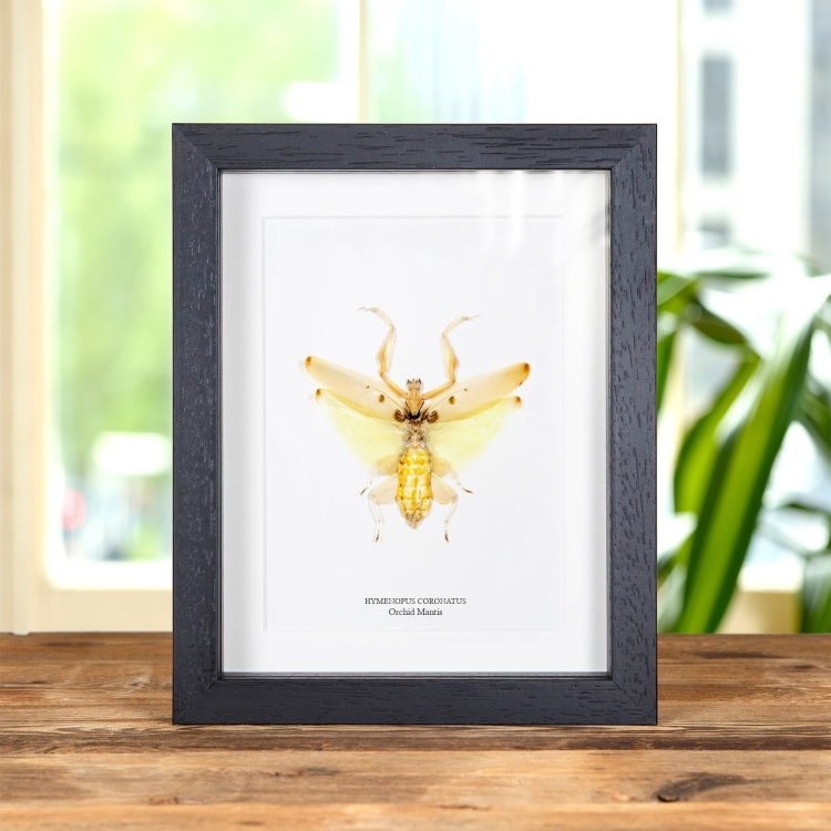 Orchid Mantis In Box Frame (Hymenopus coronatus)