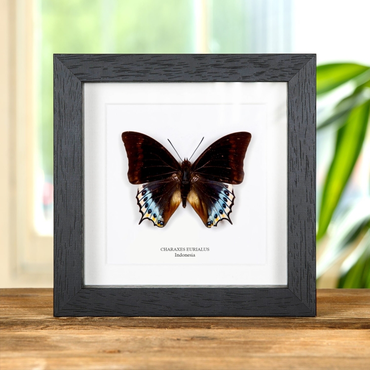 Charaxes eurialus Butterfly In Box Frame From indonesia