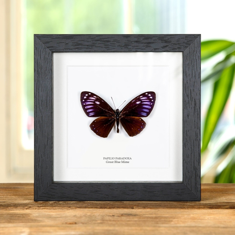 Rare Great Blue Mime In Box Frame (Papilio paradoxa)
