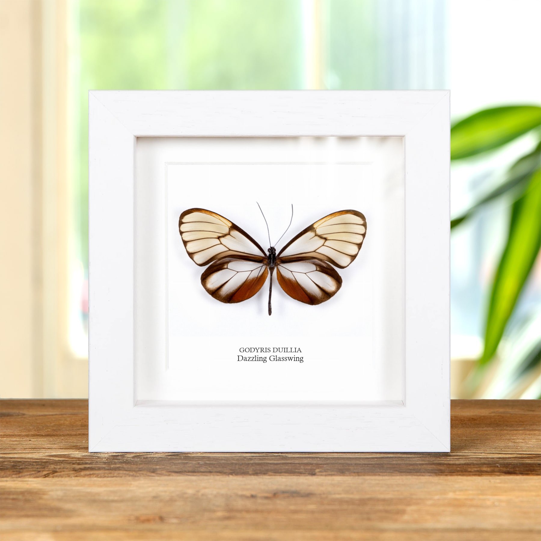 Dazzling Glasswing Butterfly In Box Frame (Godyris duillia)