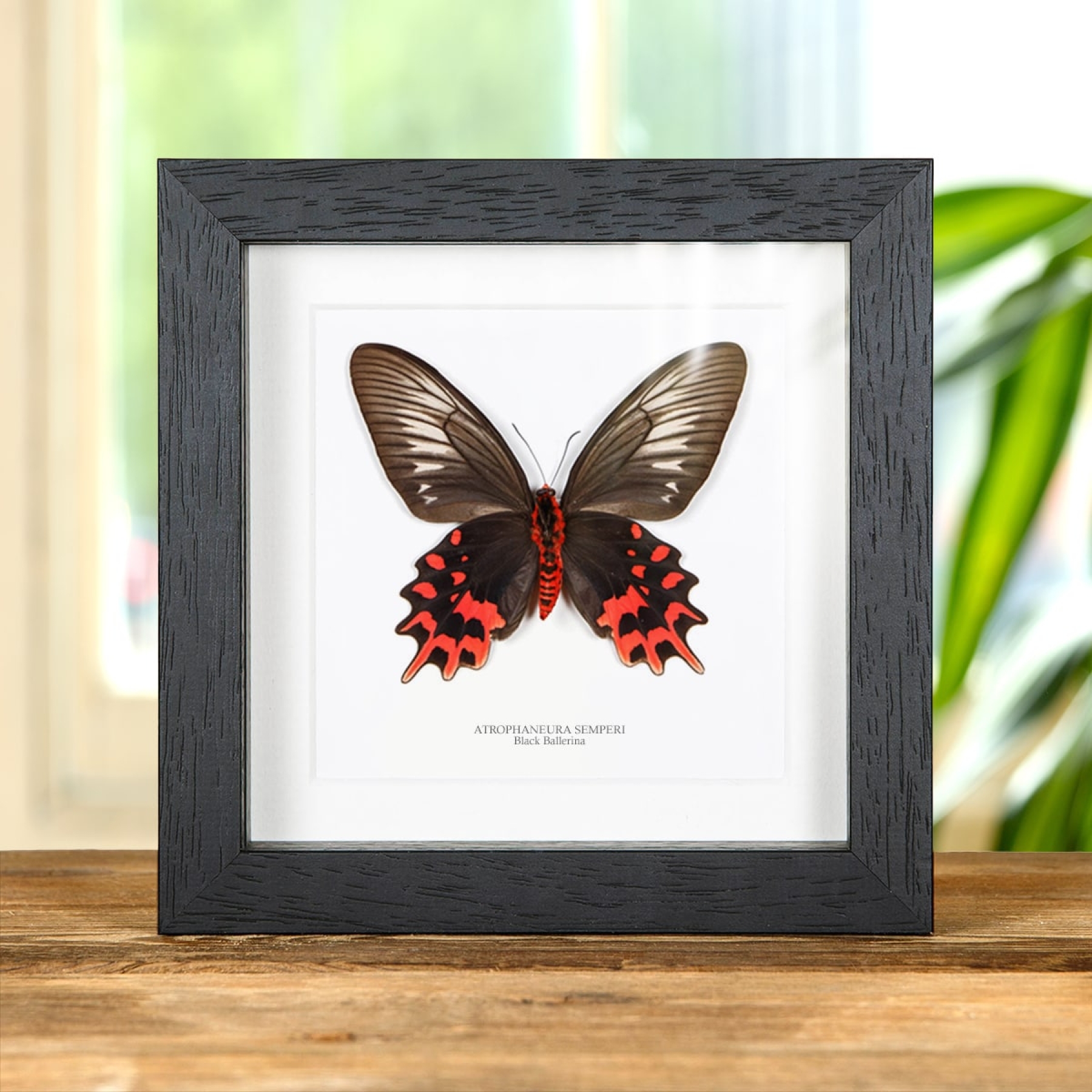 Minibeast Female Black Ballerina Butterfly Ventral Side In Box Frame (Atrophaneura semperi)
