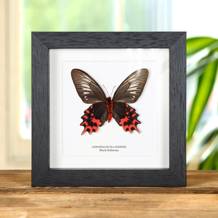 Female Black Ballerina Butterfly Ventral Side In Box Frame (Atrophaneura semperi)