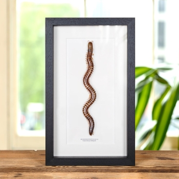Giant African Millipede In Box Frame (Archispirostreptus gigas)