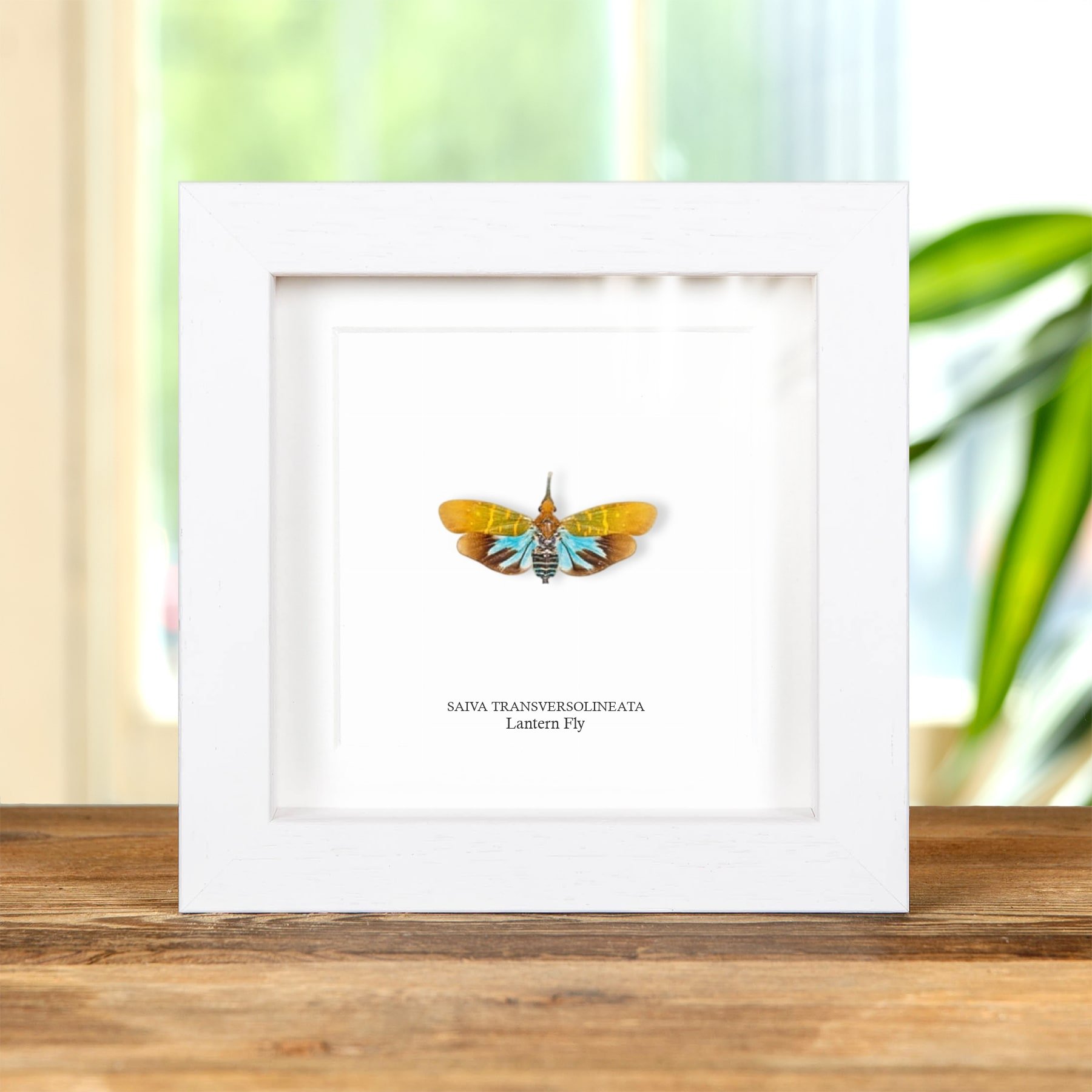 Latern Fly In Box Frame (Saiva transversolineata)