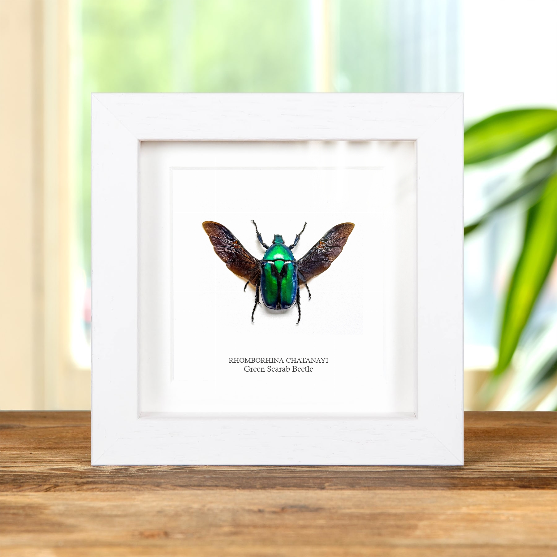 Minibeast Green Scarab Beetle In Box Frame (Rhomborhina chatanayi)