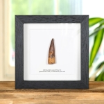 Minibeast Spinosaurus Dinosaur Tooth Fossil In Box Frame (Spinosaurus aegyptiacus)