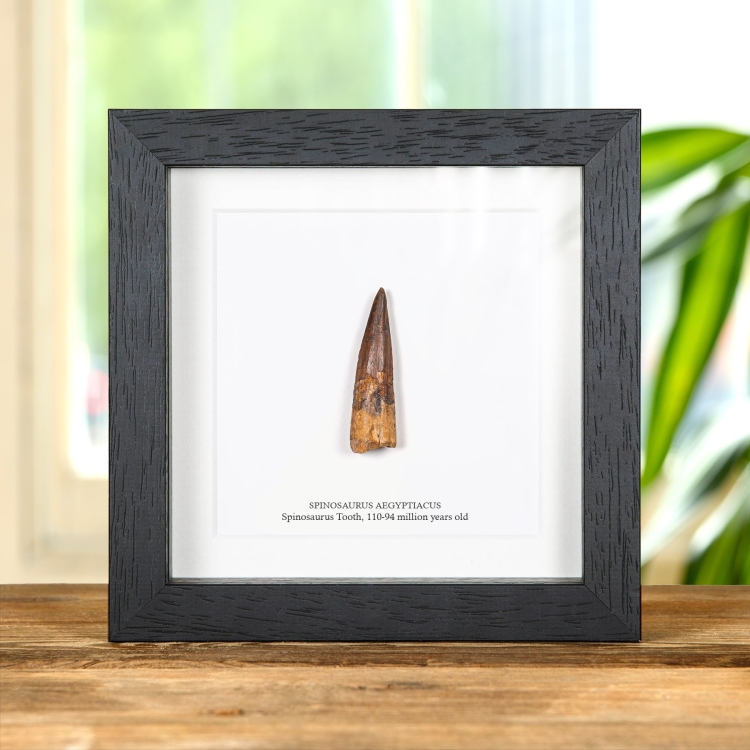 Spinosaurus Dinosaur Tooth Fossil In Box Frame (Spinosaurus aegyptiacus)