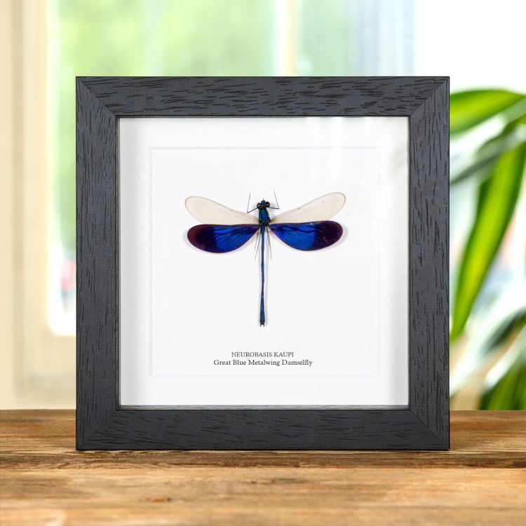 Great Blue Metalwing Damselfly In Box Frame (Neurobasis kaupi)