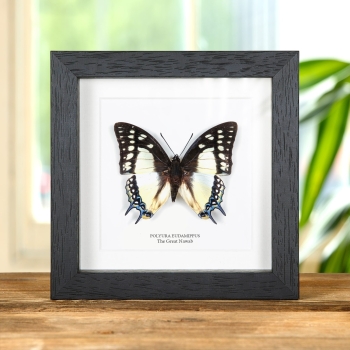 The Great Nawab In Box Frame (Polyura eudamippus)