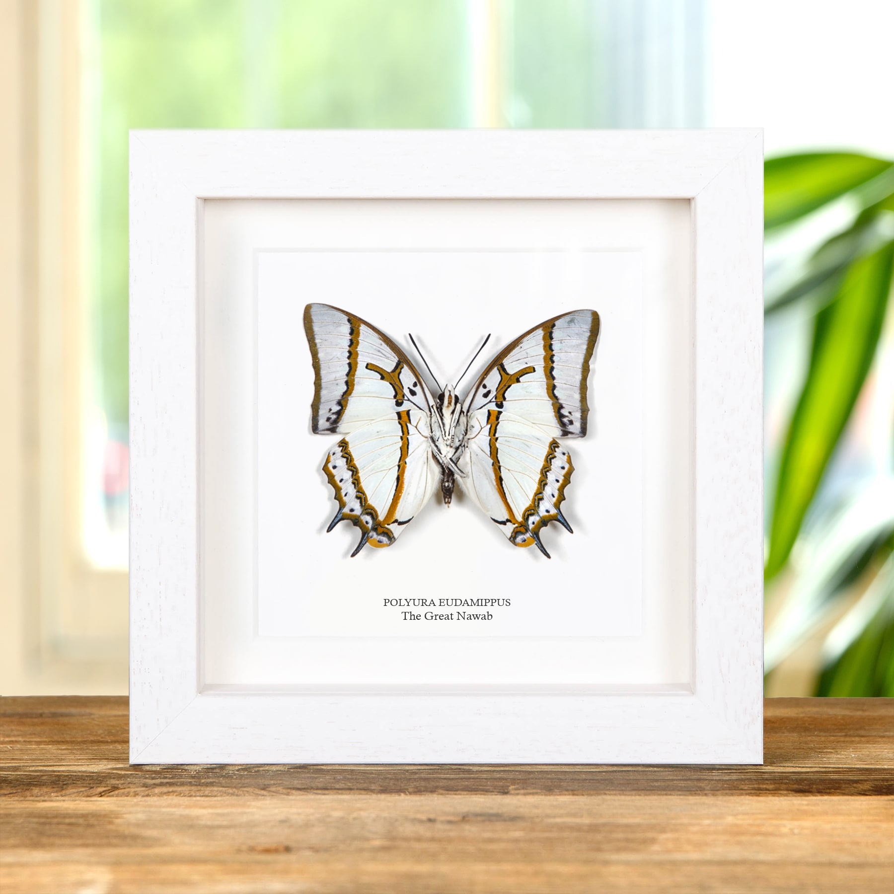 The Great Nawab Butterfly Ventral Side In Box Frame (Polyura eudamippus)